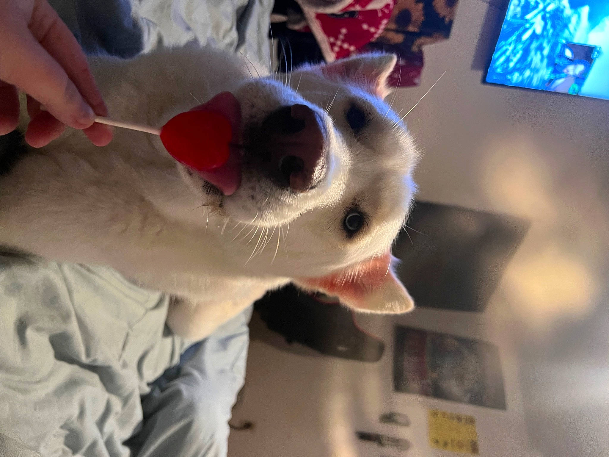 Dutch joined the competition — help win amazing prizes! carmine, carnivore, companion_dog, dog_breed, event, eyewear, fawn, felidae, fictional_character, fun, fur, gesture, glasses, goggles, hat, jaw, sunglasses, vertebrate, vision_care, whiskers