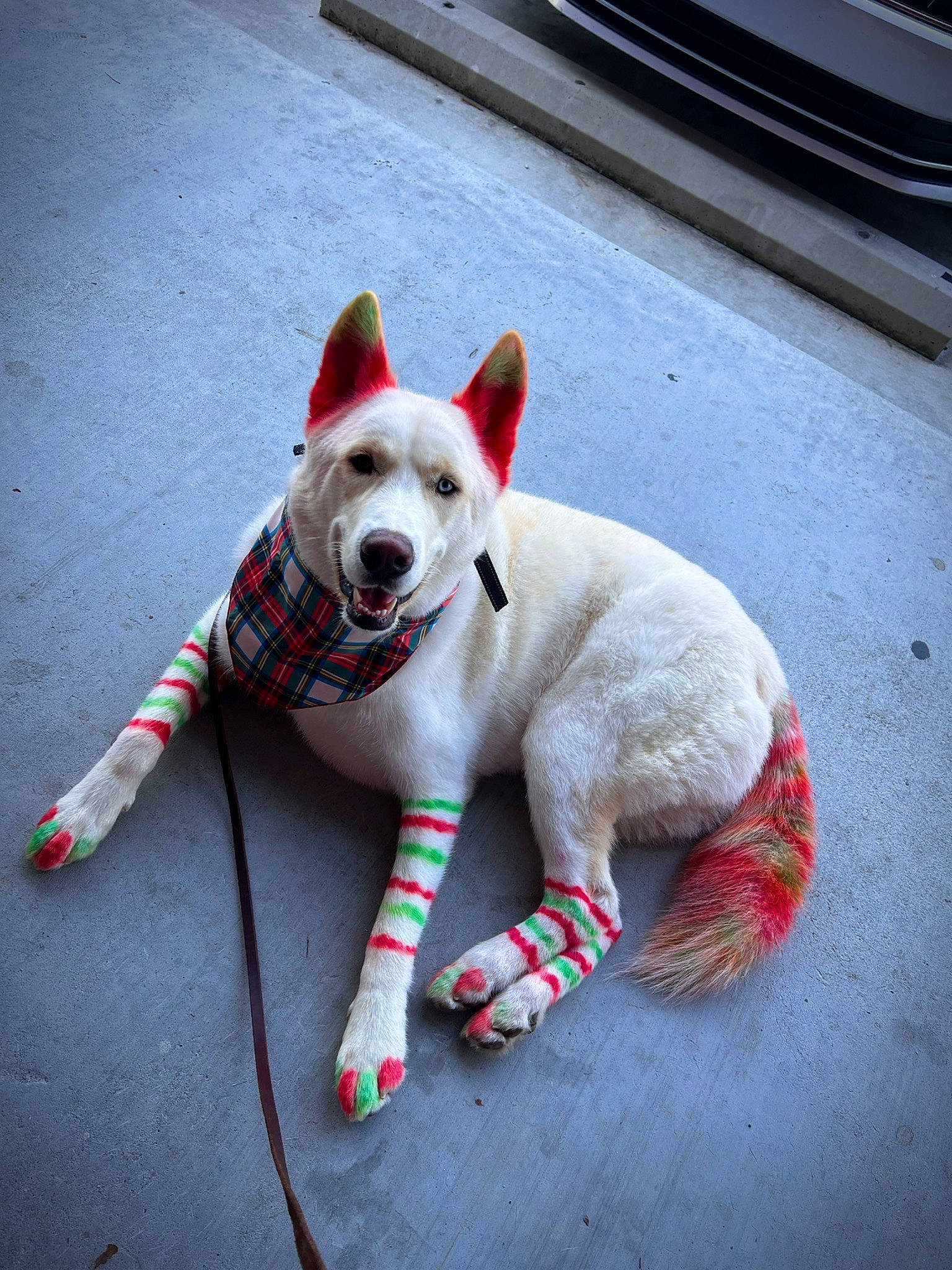 Dutch is registered to the contest to win money with this photo: canidae, carmine, carnivore, collar, companion_dog, dog, dog_breed, dog_collar, dog_supply, fashion_accessory, foot, fur, pattern, paw, road_surface, snout, sporting_group, tail, terrestrial_animal, working_animal