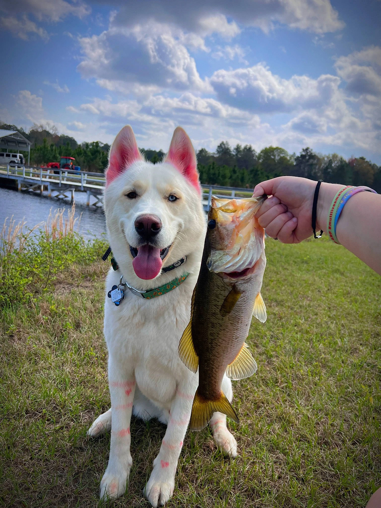 Dutch is registered to the contest to win money with this photo: canidae, carnivore, cloud, collar, companion_dog, dog, dog_breed, fawn, gesture, grass, happy, herding_dog, kintamani, plant, recreation, sky, sporting_group, tail, water, working_dog