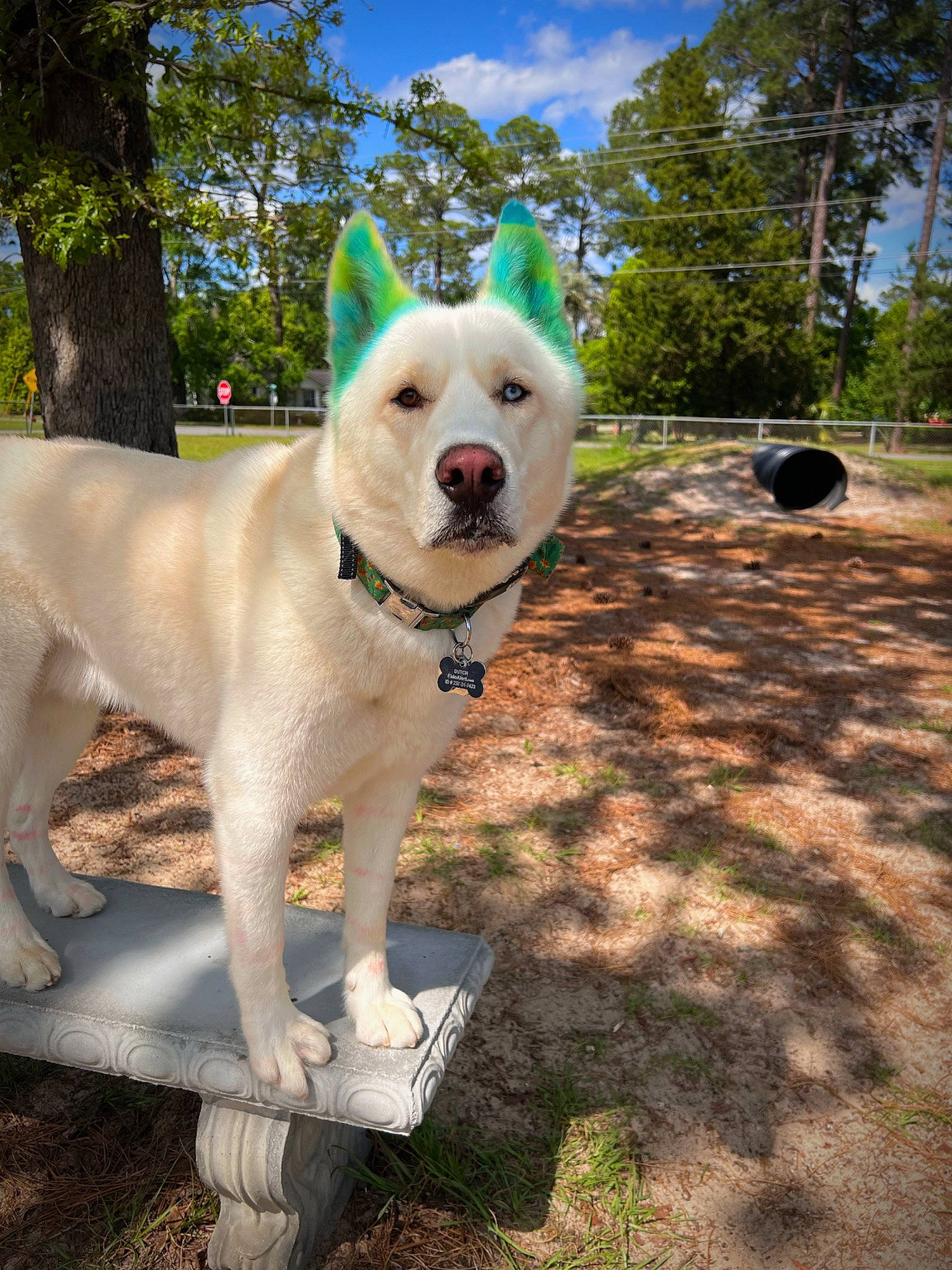 Dutch is registered to the contest to win money with this photo: adventure, canidae, carnivore, cloud, collar, companion_dog, dog, dog_breed, dog_collar, dog_supply, fawn, grass, pet_supply, plant, sky, snout, sporting_group, tail, tree, working_animal