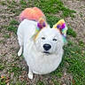 dog, white_dog, rainbow_colored, colored_ears, colored_tail, blue_eyes, outdoor, grass, dirt, pet, canine, fluffy, animal, looking_up, nature, playful, colorful, fur, park, daylight