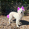 dog, white_dog, purple_ears, purple_tail, outdoor, sunlight, fence, bushes, leaf_litter, animal, pet, canine, fur, standing, nature, daylight, shadow, playful, colored_fur, grass