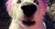 Wisteria joined the competition — help win amazing prizes! dog, white_dog, blue_eyes, purple_ears, close_up, pet, outdoor, curious, animal, canine, fur, snout, nose, whiskers, daylight, portrait, muzzle, cute, expression, nature