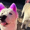 dog, white_dog, purple_ears, pink_tail, close_up, outdoor, sunlight, tongue_out, curious, pet, canine, animal, nature, two_dogs, fur, ears, tail, ground, daylight, playful