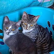 Pumpkin joined the competition — help win amazing prizes! animal, blue, cat, cats, close_up, companions, cozy, curious, cute, domestic_animal, ears, eyes, feline, fur, indoor, laundry_basket, pets, resting, two_animals, whiskers