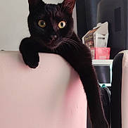 Capella a rejoint le concours — aidez-le/la à gagner de superbes lots ! black_cat, box, cat, chair_back, close_up, computer_monitor, curious, curtain, extended_paw, feline, home_interior, indoor, packaging, paw, pet, portrait, whiskers, white_chair, window, yellow_eyes