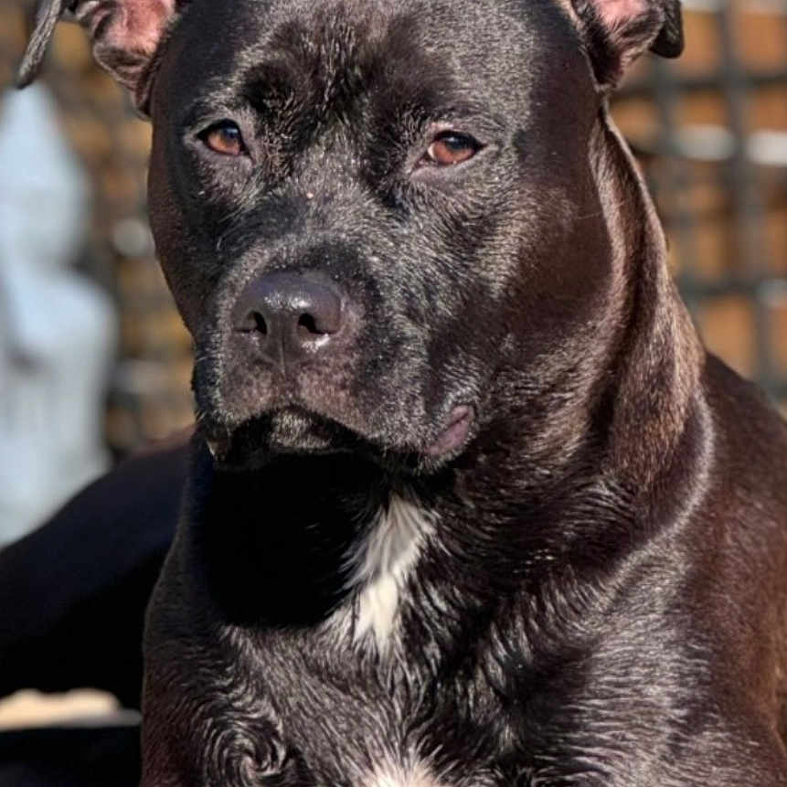 Uka a rejoint le concours — aidez-le/la à gagner de superbes lots ! animal, background_blur, black_dog, calm, canine, close_up, daylight, dog, ears, fur, lying_down, nature, outdoor, paw, pet, portrait, relaxed, sunlight, white_patch, wooden_surface