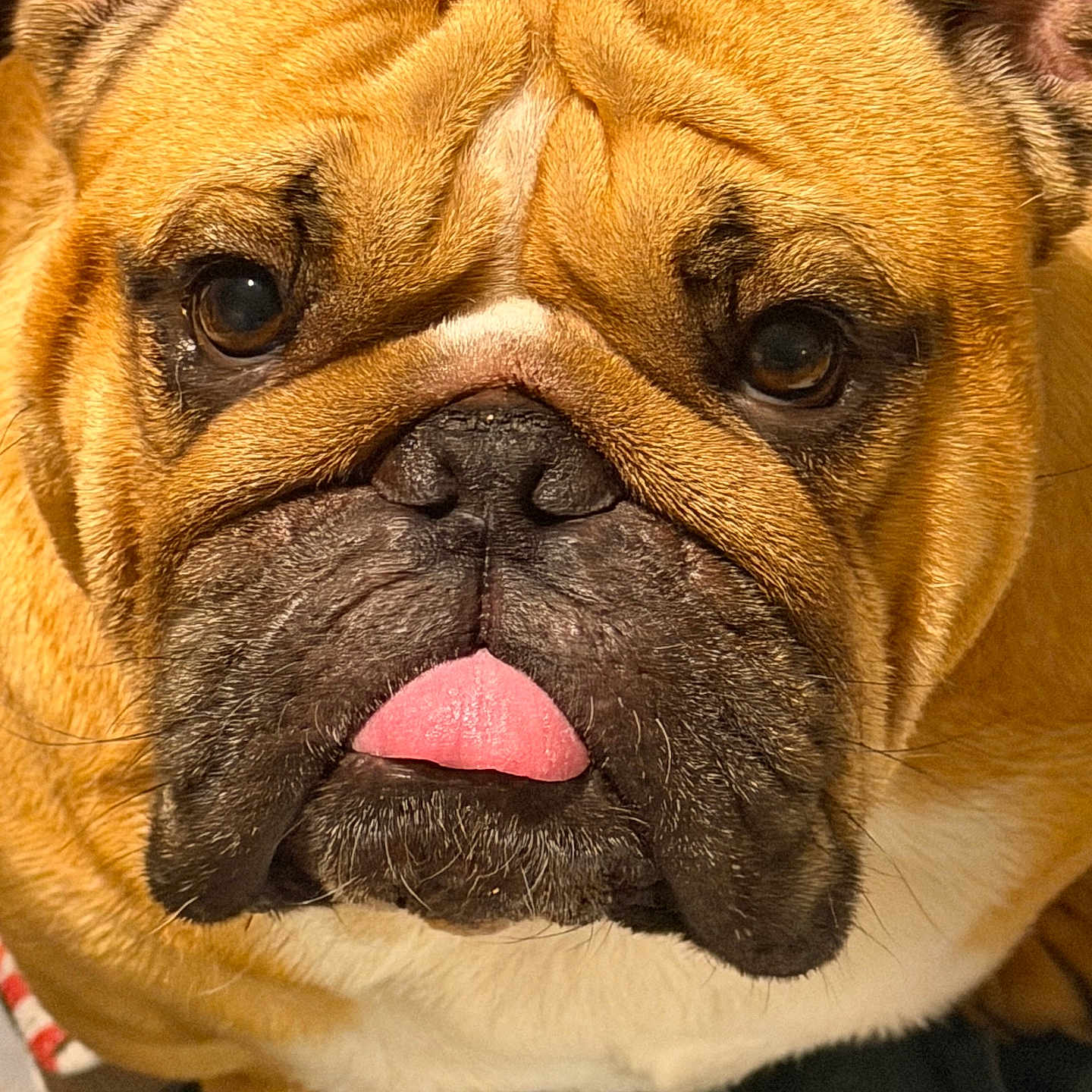 Lj joined the competition — help win amazing prizes! adorable, animal, black_nose, brown_fur, bulldog, close_up, companion, cute, dog, domestic_animal, face, friendly, fur, indoor, looking_at_camera, mammal, pet, portrait, tongue_out, wrinkled_face