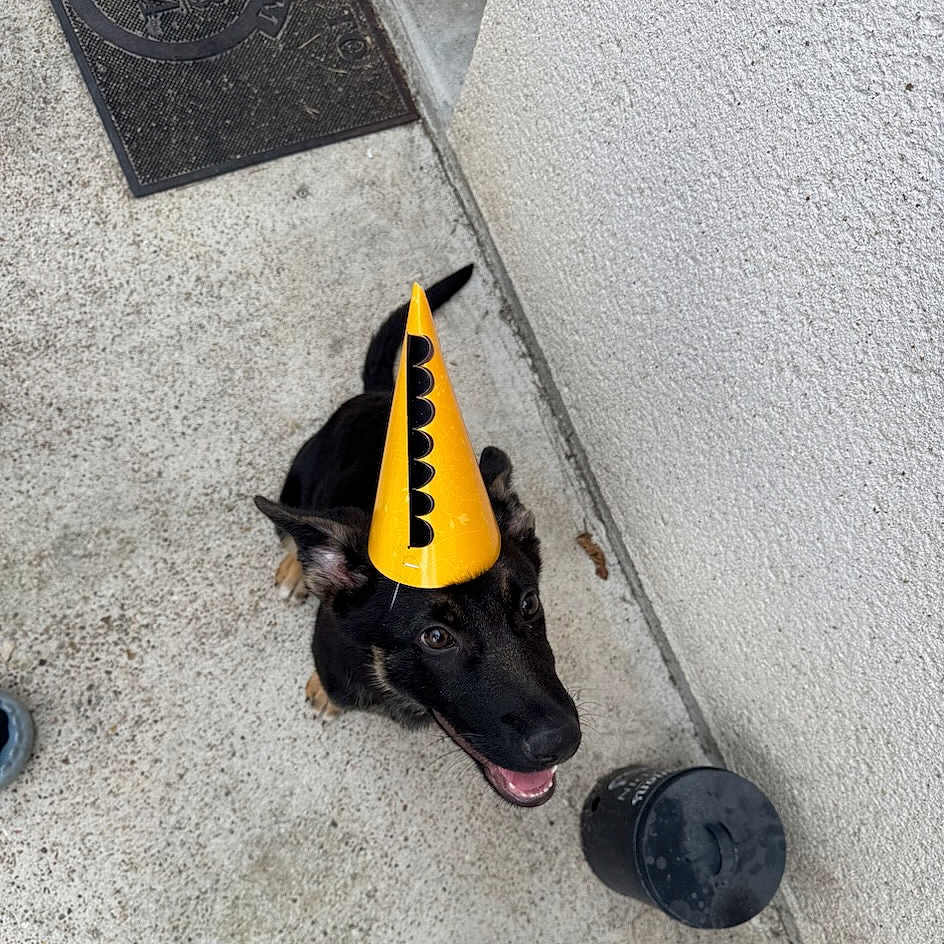Arès participe au concours pour gagner de l'argent avec cette photo : animal, black_dog, canine, celebration, companion, concrete_floor, cute, dog, ears, happy, looking_up, mouth_open, outdoor, party, party_hat, pet, playful, smiling, tail, wall