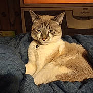 Kitty joined the competition — help win amazing prizes! abyssinian, animal, blanket, cat, computer, computerhardware, couch, electronics, furniture, hardware, homedecor, kitten, linen, manx, monitor, pc, pet, screen, siamese, tv