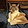 Kitty