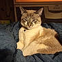 abyssinian, animal, blanket, cat, computer, computerhardware, couch, electronics, furniture, hardware, homedecor, kitten, linen, manx, monitor, pc, pet, screen, siamese, tv