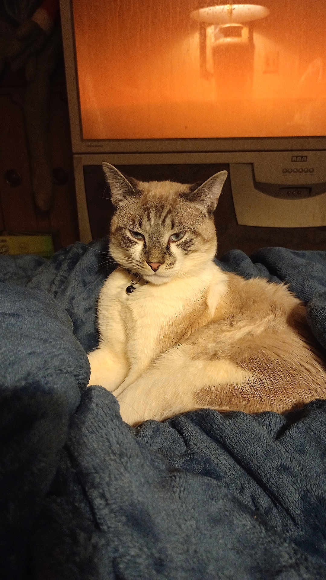 Kitty