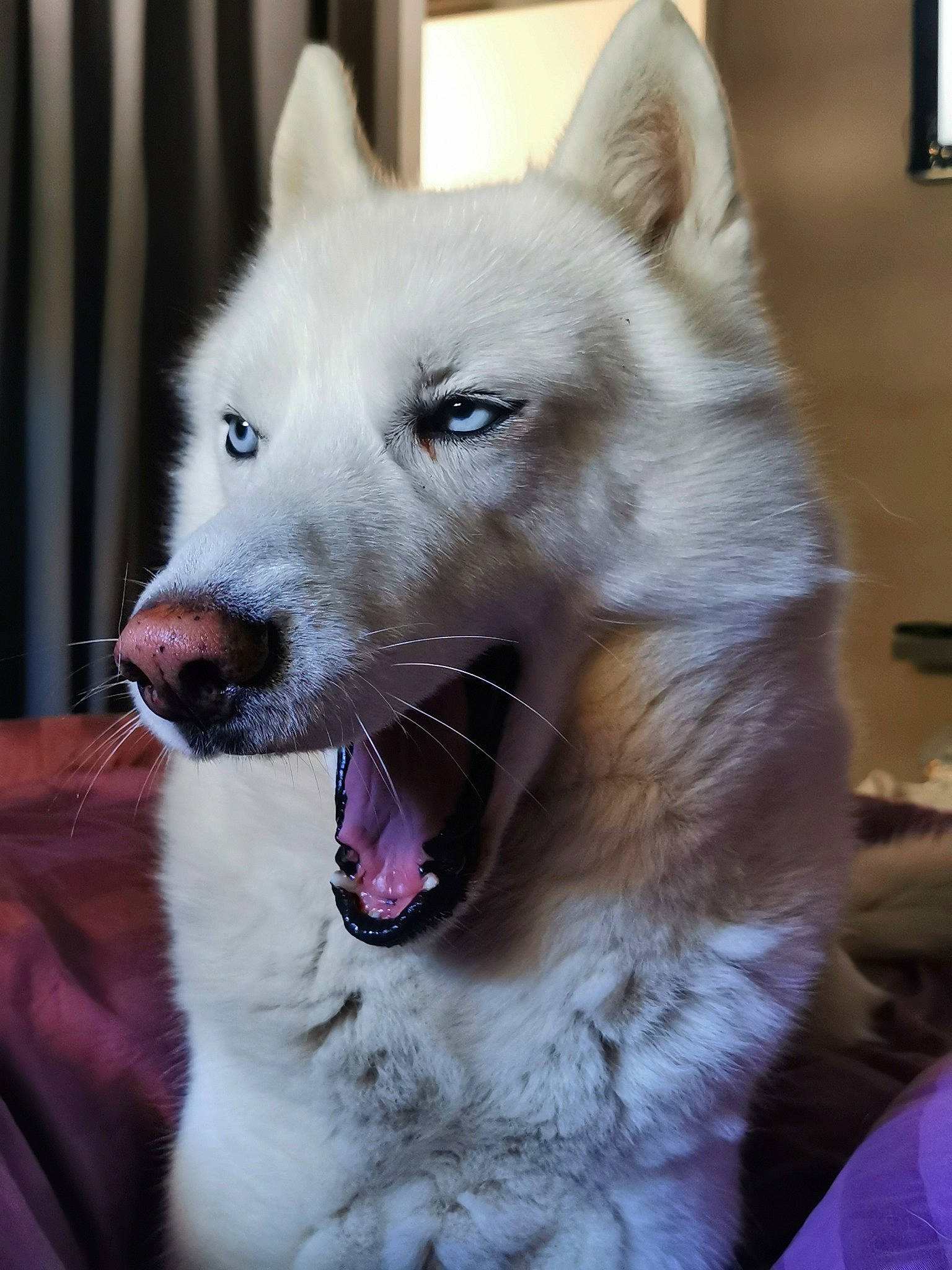 Dusty participe au concours pour gagner de l'argent avec cette photo : canidae, canis, carnivore, collar, companion_dog, curtain, dog, dog_breed, fang, fur, giant_dog_breed, jaw, non_sporting_group, picture_frame, snout, sporting_group, terrestrial_animal, whiskers, working_animal, working_dog