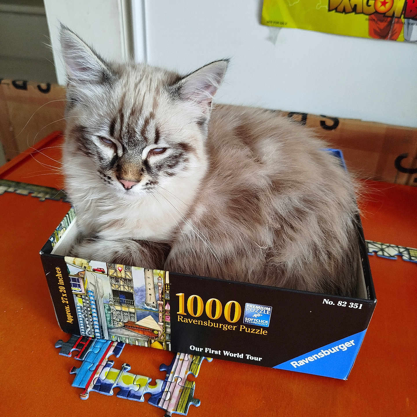 Toupie a rejoint le concours — aidez-le/la à gagner de superbes lots ! cat, fluffy, puzzle_box, puzzle_pieces, orange_table, sleepy, indoor, poster, dragon_ball, feline, pet, resting, cozy, box, animal, cute, domestic_cat, fur, tabletop, relaxed