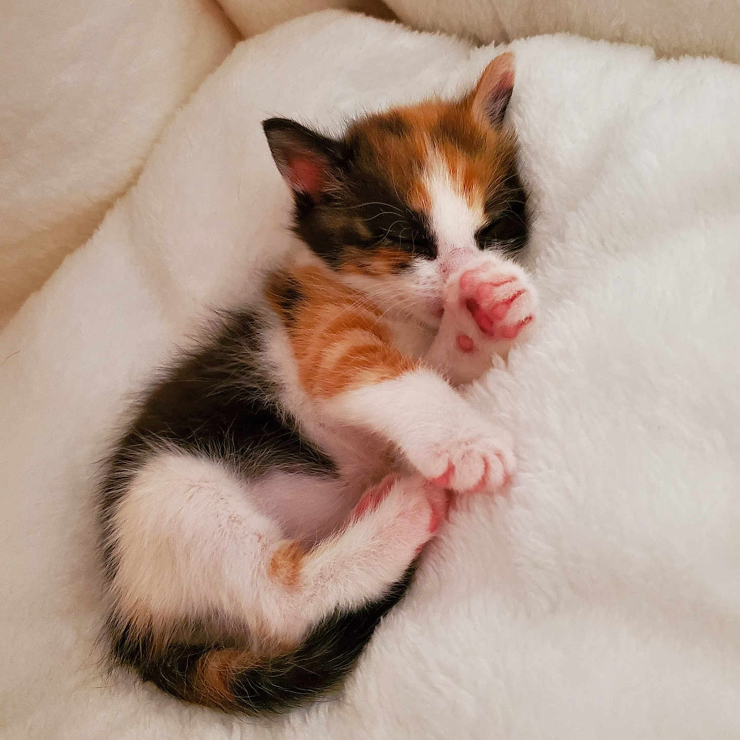 Plume participe au concours pour gagner de l'argent avec cette photo : kitten, calico, sleeping, paw, pink_paw, fluffy, blanket, soft, cute, pet, animal, fur, small, resting, cozy, indoor, young, sleep, adorable, mammal