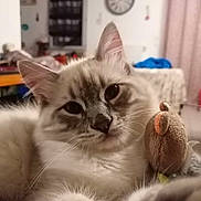 Pepsy participe au concours pour gagner de l'argent avec cette photo : cat, fluffy, indoor, plush_toy, mouse_toy, pet, feline, closeup, cute, fur, whiskers, relaxed, home, domestic_animal, animal, cozy, portrait, soft, ears, curious
