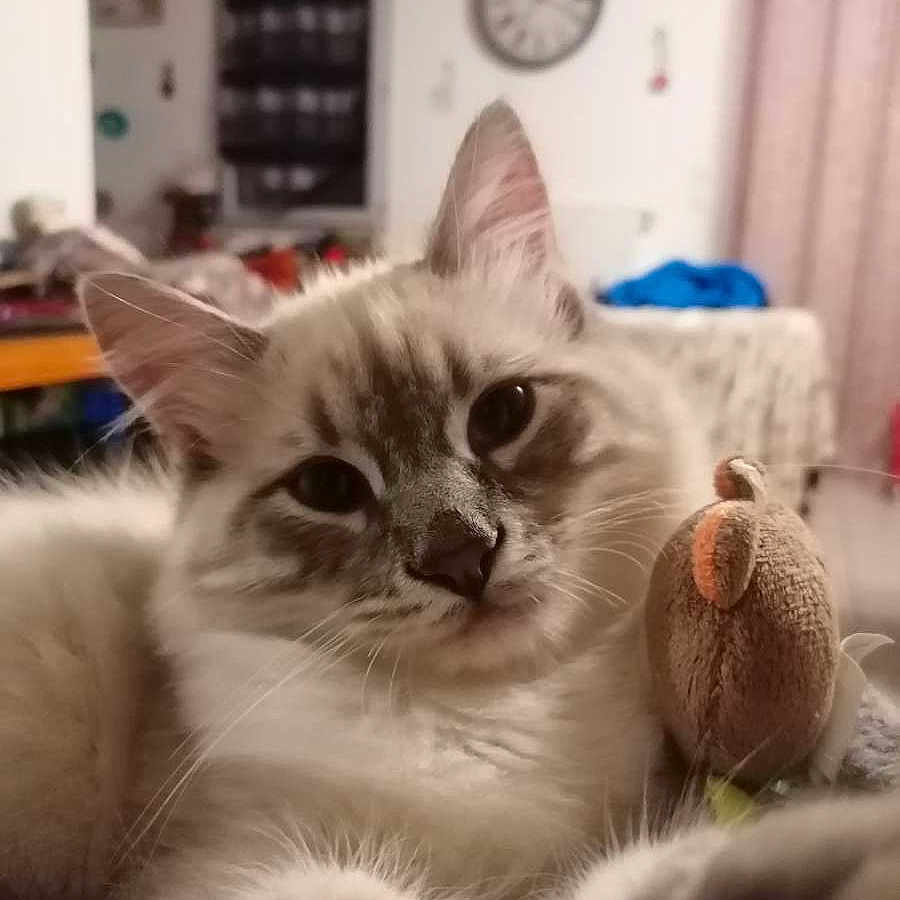 Pepsy participe au concours pour gagner de l'argent avec cette photo : cat, fluffy, indoor, plush_toy, mouse_toy, pet, feline, closeup, cute, fur, whiskers, relaxed, home, domestic_animal, animal, cozy, portrait, soft, ears, curious