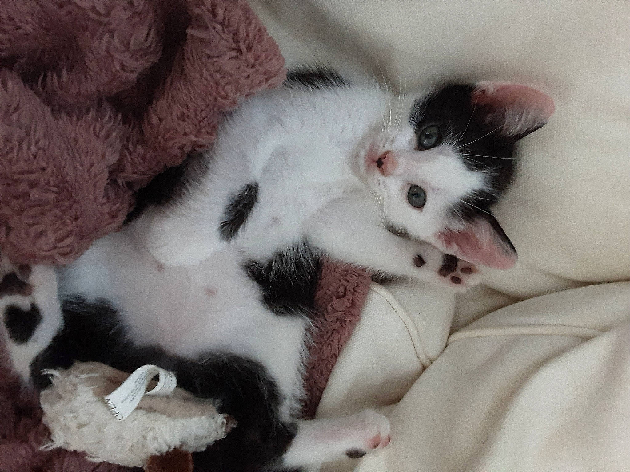 Benny a rejoint le concours — aidez-le/la à gagner de superbes lots ! carnivore, cat, claw, comfort, domestic_short_haired_cat, fang, felidae, fur, mammal, nap, paw, small_to_medium_sized_cats, snout, tail, whiskers, woven_fabric