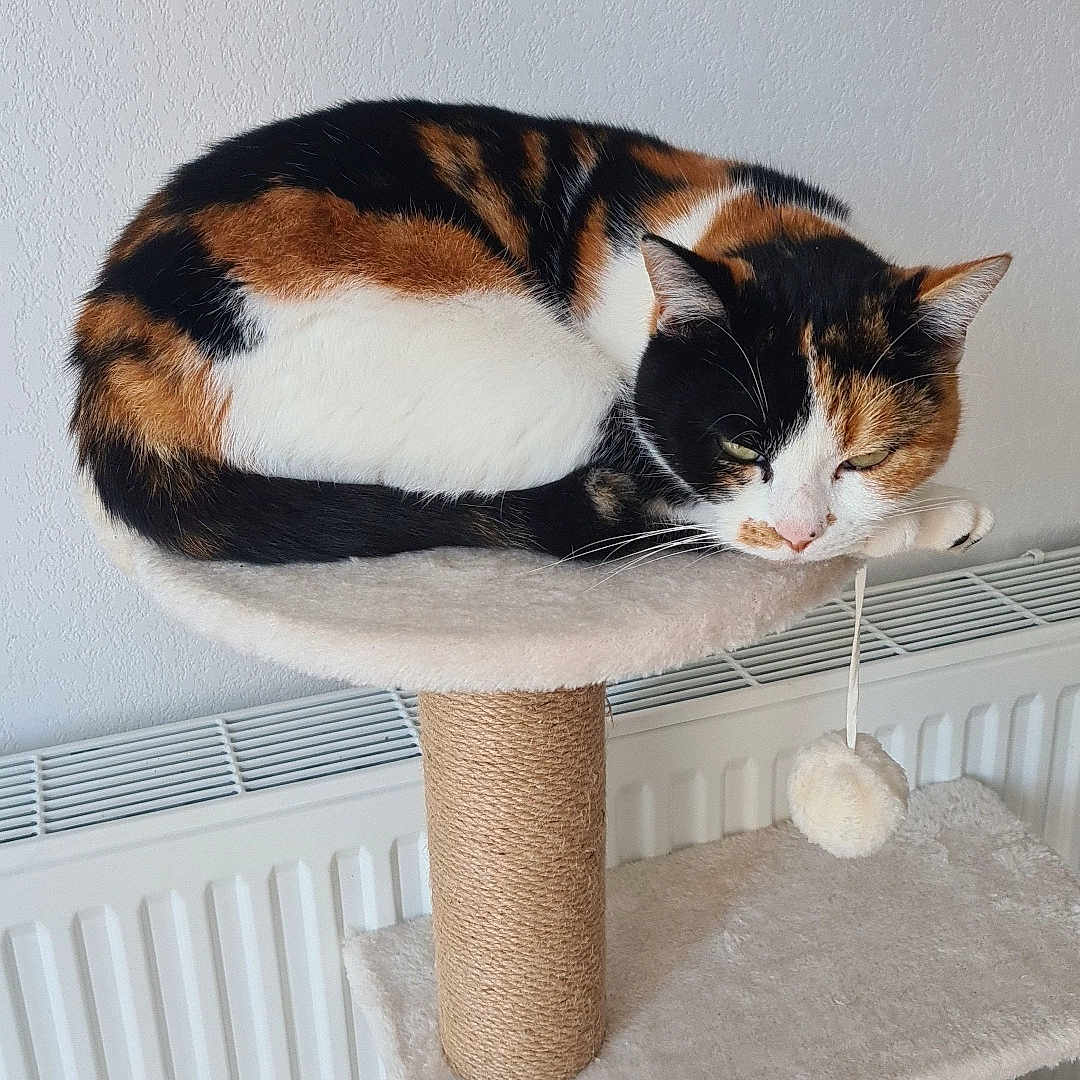 Martha participe au concours pour gagner de l'argent avec cette photo : abyssinian, animal, architecture, cat, crib, cushion, diningtable, furniture, homedecor, indoors, infantbed, kitten, manx, person, pet, plywood, sink, sleeping, table, wood