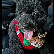 Gucci is registered to the contest to win money with this photo: dog, black_dog, curly_fur, tongue_out, pet, car_interior, car_seat, red_harness, reindeer_plush, festive, cute, animal, companion, happy, playful, close_up, fur, domestic_animal, seat, indoor
