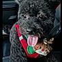 dog, black_dog, curly_fur, tongue_out, pet, car_interior, car_seat, red_harness, reindeer_plush, festive, cute, animal, companion, happy, playful, close_up, fur, domestic_animal, seat, indoor