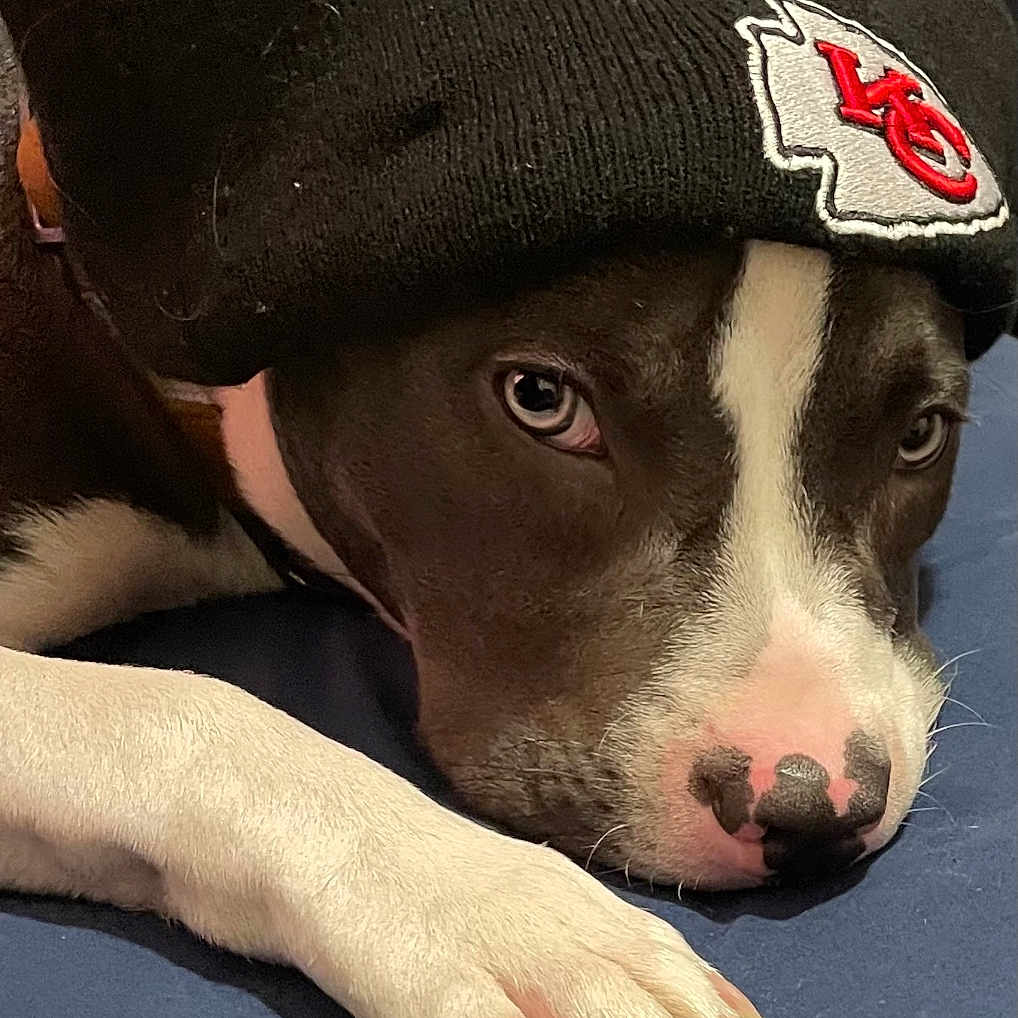 K-Az joined the competition — help win amazing prizes! animal, baseballcap, beanie, blanket, bulldog, canine, cap, clothing, dog, hat, hound, labradorretriever, person, pet, pitbull, pointer, puppy, sleeping, snout, whitedog