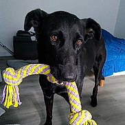 Romy participe au concours pour gagner de l'argent avec cette photo : dog, black_dog, rope_toy, pet, indoor, brown_eyes, playful, animal, floor, blanket, bedroom, toy, knotted_rope, canine, looking, standing, ears, mouth, fur, house