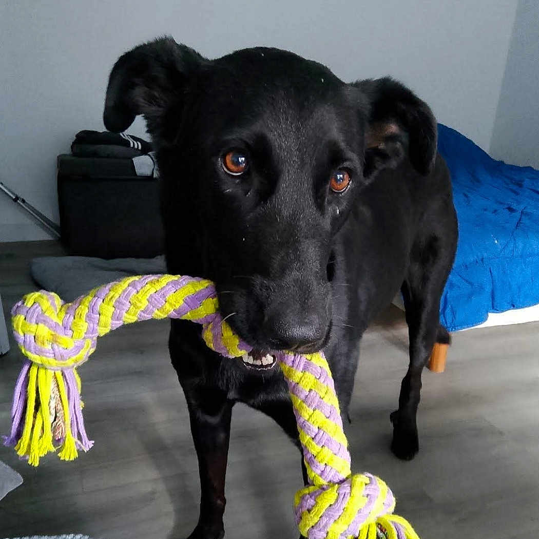 Romy participe au concours pour gagner de l'argent avec cette photo : dog, black_dog, rope_toy, pet, indoor, brown_eyes, playful, animal, floor, blanket, bedroom, toy, knotted_rope, canine, looking, standing, ears, mouth, fur, house