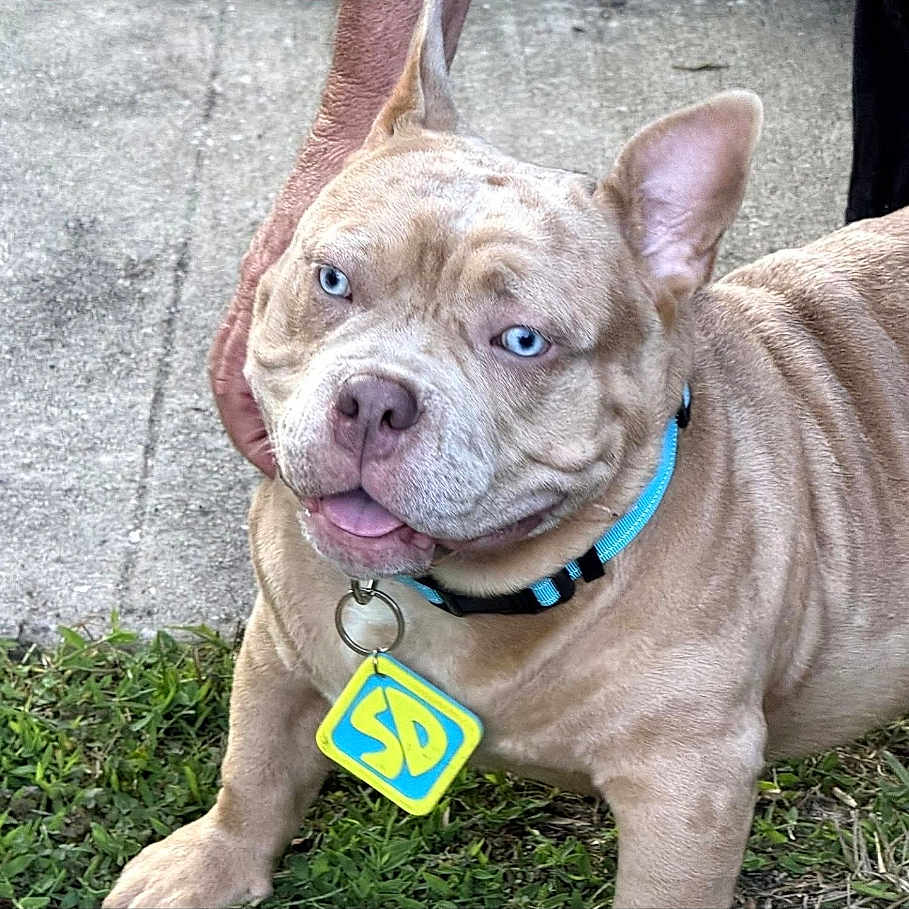 Scrappy Do joined the competition — help win amazing prizes! animal, blue_eyes, bulldog, canine, close_up, collar, companion, dog, domestic, friendly, grass, happy, light_brown, mammal, outdoor, pet, sidewalk, tag, tongue_out, wrinkled_skin