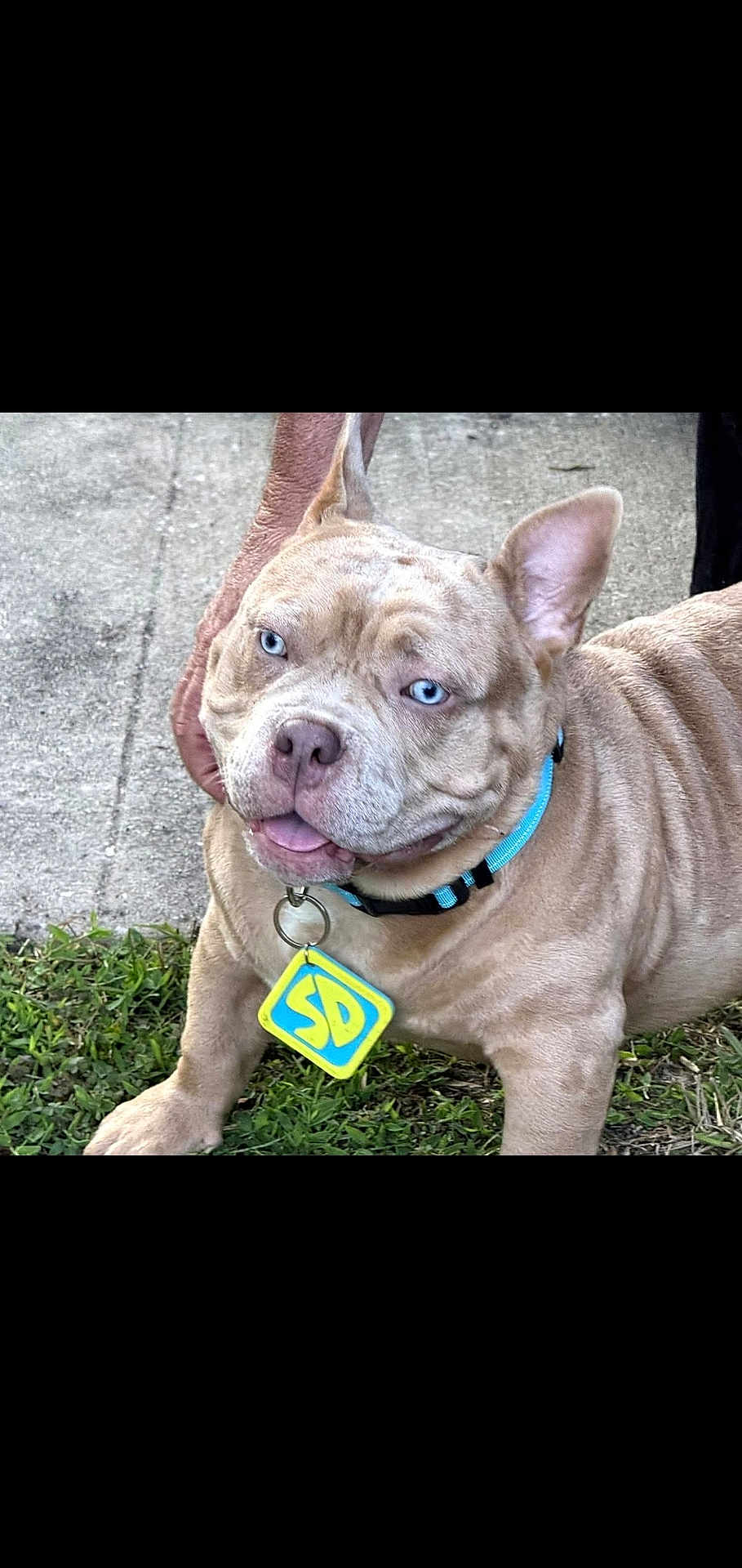 Scrappy Do joined the competition — help win amazing prizes! dog, bulldog, blue_eyes, collar, tag, grass, sidewalk, pet, animal, outdoor, happy, tongue_out, light_brown, wrinkled_skin, close_up, mammal, companion, canine, friendly, domestic