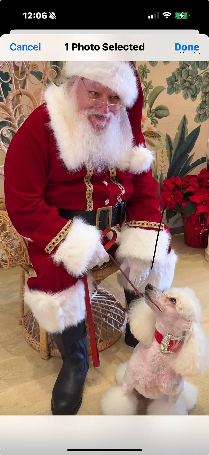 Baron is registered to the contest to win money with this photo: beard, boots, chair, christmas, collar, decor, dog, floor, glasses, holiday, indoor, leash, plant, poinsettia, poodle, red_clothing, santa_claus, smiling, white_fur, wicker_furniture