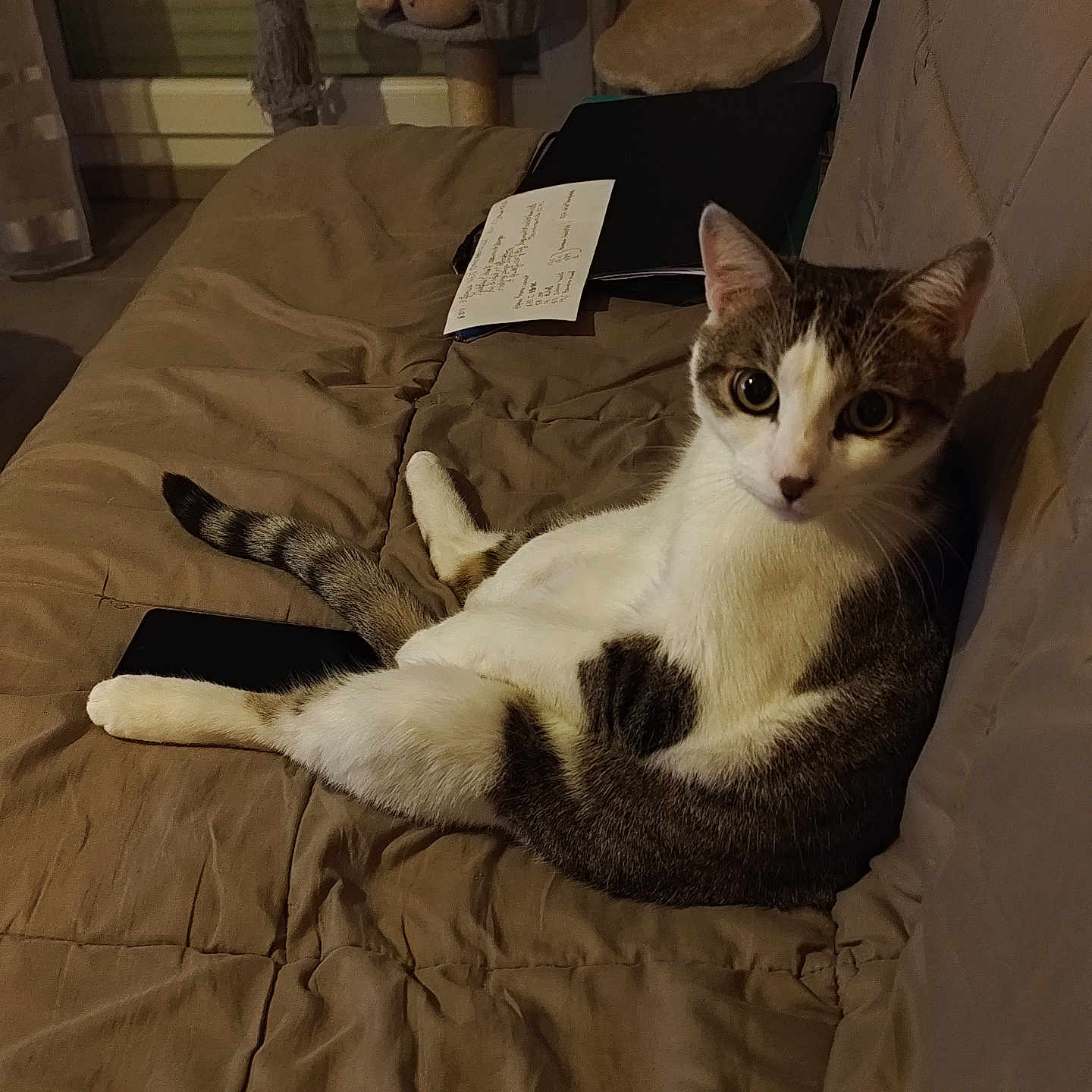 Kidjana participe au concours pour gagner de l'argent avec cette photo : abyssinian, animal, bed, bedroom, blanket, cat, chair, computer, couch, electronics, furniture, hardwood, indoors, kitten, laptop, manx, pc, pet, room, wood