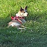 Foxy Lady joined the competition — help win amazing prizes! animal, canine, daytime, dog, domestic_animal, ear, field, flora, grass, greenery, harness, lying_down, mammal, nature, outdoor, pet, relaxed, resting, sunlight, wildflowers