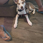 Foxy Lady joined the competition — help win amazing prizes! dog, indoor, wooden_floor, harness, pet, canine, flooring, human_leg, flip_flop, tattoo, couch, resting, brown_and_white, ears_up, looking_at_camera, animal, domestic_animal, paws, floor, casual