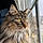 Charlie Cat