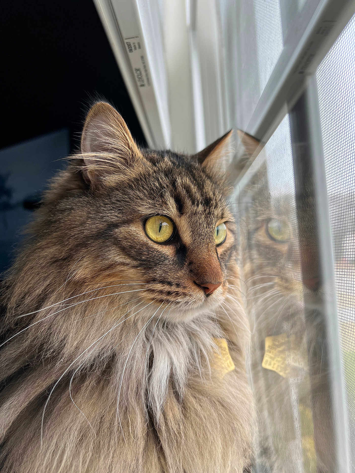 Charlie Cat