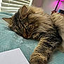 Charlie Cat is registered to the contest to win money with this photo: animal, bedroom, blanket, cat, close_up, cozy, cute, fluffy, fur, handwriting, indoor, lamp, note, paw, pet, relaxing, resting, sleepy, tabby_cat, window_blinds