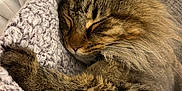 Charlie Cat joined the competition — help win amazing prizes! blanket, brown, cat, closeup, couch, cozy, domestic_animal, ear, feline, fur, indoor, napping, paw, pet, relaxation, sleeping, soft, tabby, texture, whiskers