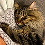 blanket, brown, cat, closeup, couch, cozy, domestic_animal, ear, feline, fur, indoor, napping, paw, pet, relaxation, sleeping, soft, tabby, texture, whiskers