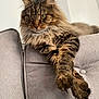 Charlie Cat joined the competition — help win amazing prizes! alert, animal, cat, couch, domestic, fluffy, fur, furniture, home, indoor, long_hair, mammal, paw, pet, portrait, relaxed, resting, striped, tabby, whiskers
