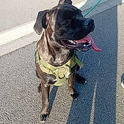 Vasco a rejoint le concours — aidez-le/la à gagner de superbes lots ! dog, black_dog, harness, leash, tongue_out, shadow, pavement, sidewalk, brick_wall, sunlight, outdoor, pet, canine, happy_dog, daylight, street, animal, sitting, panting, owner_shadow