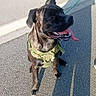 dog, black_dog, harness, leash, tongue_out, shadow, pavement, sidewalk, brick_wall, sunlight, outdoor, pet, canine, happy_dog, daylight, street, animal, sitting, panting, owner_shadow