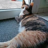 animal, calico_cat, cat, curious, domestic_animal, door, floor_tiles, fur, glass_door, green_eyes, home, indoor, lying_down, mat, outdoor_view, pet, plant_pot, relaxing, whiskers, window
