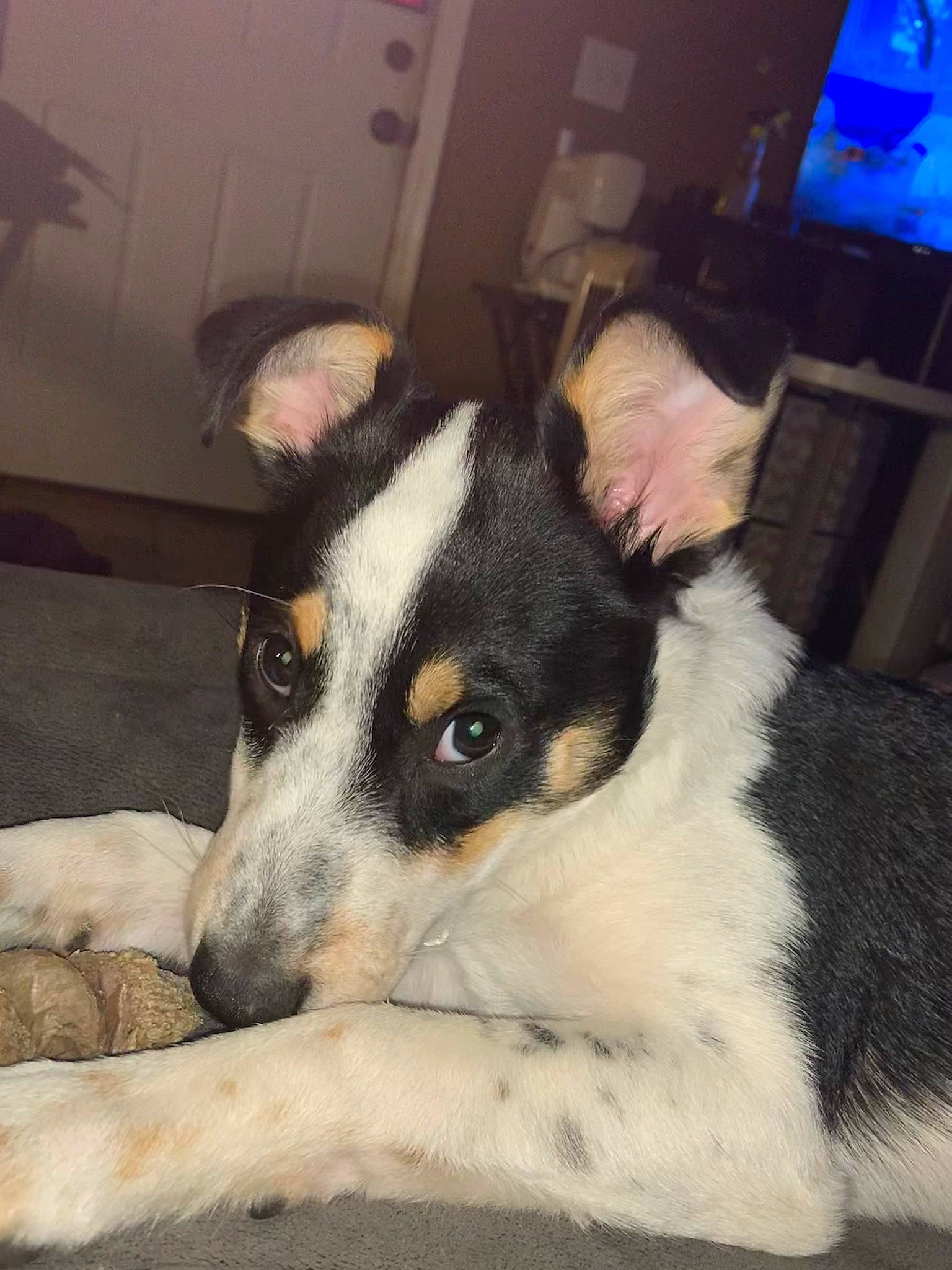 Bailee joined the competition — help win amazing prizes! canidae, carnivore, chilean_fox_terrier, dog, dog_breed, feist, fox_terrier, mammal, miniature_fox_terrier, rare_breed_dog, rat_terrier, ratonero_bodeguero_andaluz, smooth_collie, smooth_fox_terrier, snout, teddy_roosevelt_terrier, tenterfield_terrier, texas_heeler, toy_fox_terrier, vertebrate