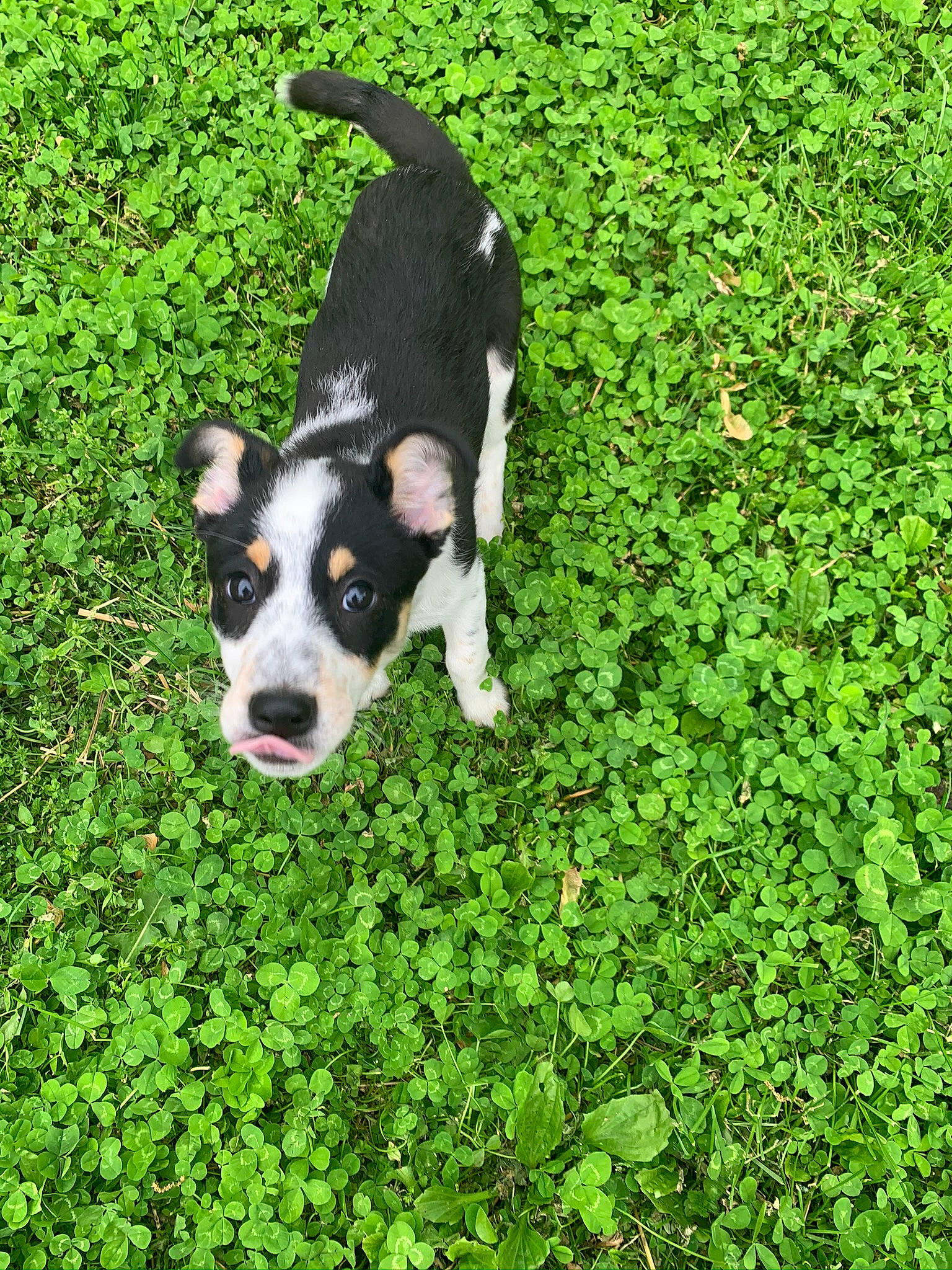 Bailee is registered to the contest to win money with this photo: american_staffordshire_terrier, canidae, carnivore, companion_dog, dog, dog_breed, grass, green, mammal, plant, puppy, vertebrate, working_dog