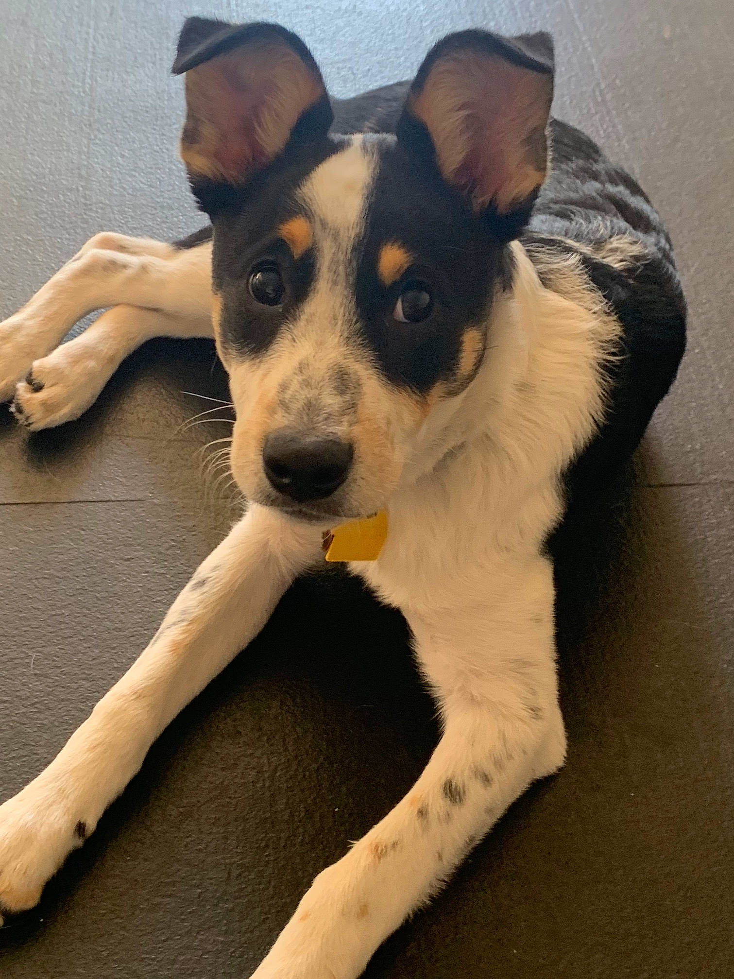 Bailee is registered to the contest to win money with this photo: brazilian_terrier, canidae, carnivore, chilean_fox_terrier, companion_dog, dog, dog_breed, feist, mammal, miniature_fox_terrier, rare_breed_dog, rat_terrier, ratonero_bodeguero_andaluz, smooth_fox_terrier, snout, sporting_group, teddy_roosevelt_terrier, tenterfield_terrier, texas_heeler, vertebrate