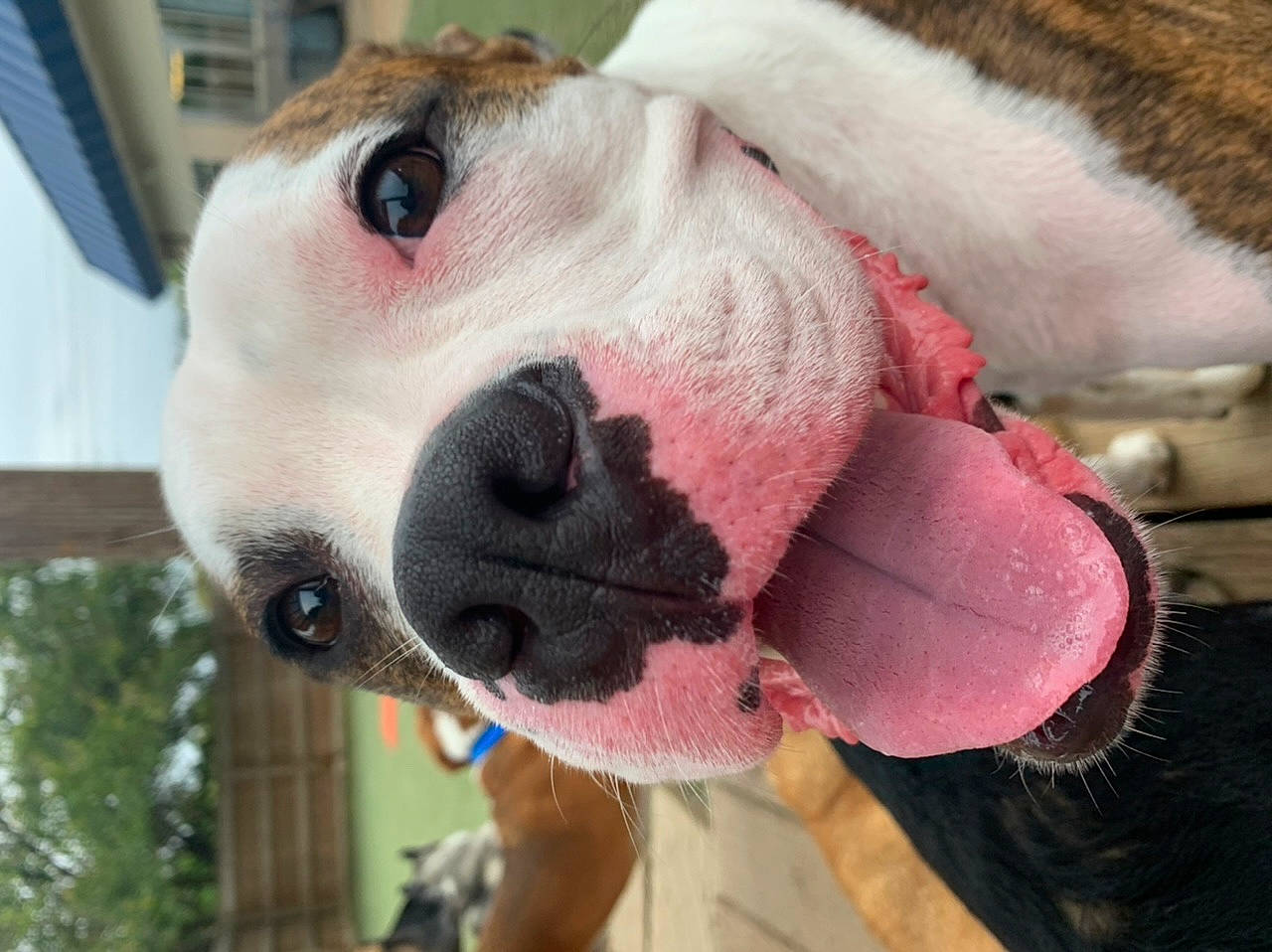 Leroy joined the competition — help win amazing prizes! american_bulldog, australian_bulldog, canidae, carnivore, companion_dog, dog, dog_breed, ear, fawn, mammal, non_sporting_group, nose, old_english_bulldog, olde_english_bulldogge, pit_bull, puppy_love, snout, toy_bulldog, valley_bulldog, vertebrate