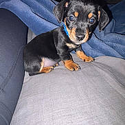 Kane joined the competition — help win amazing prizes! bed, bedding, black_and_tan, blanket, blue_blanket, blue_collar, collar, dog, eyes, flash_lighting, fur, human_leg, indoor, looking_at_camera, nose, paws, puppy, short_legs, sitting, small_dog