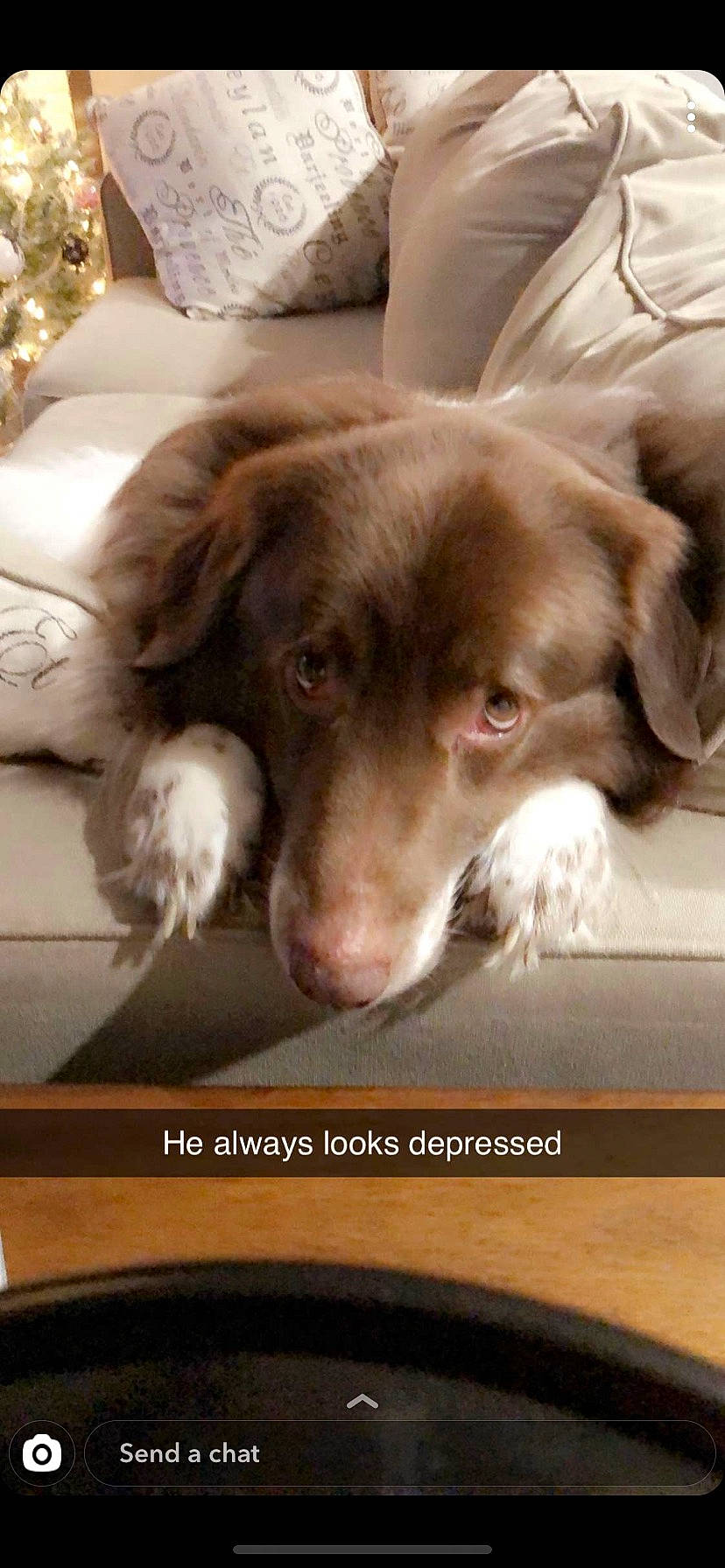 Louie joined the competition — help win amazing prizes! canidae, carnivore, companion_dog, dog, dog_breed, drentse_patrijshond, liver, nose, photo_caption, retriever, small_greek_domestic_dog, small_munsterlander, snout, spaniel, sporting_group